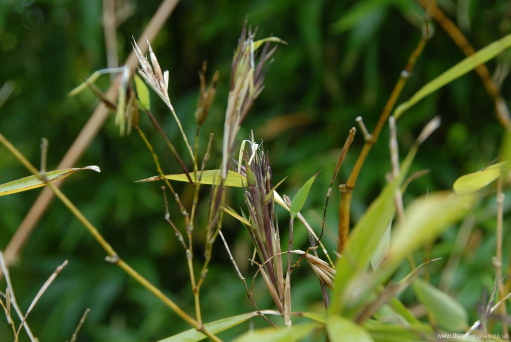 bamboo with flowers