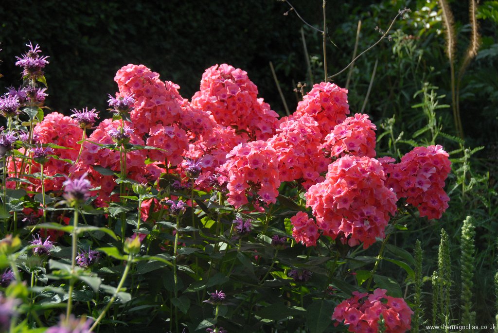Perennials for Sunny Areas The Magnolias Garden site