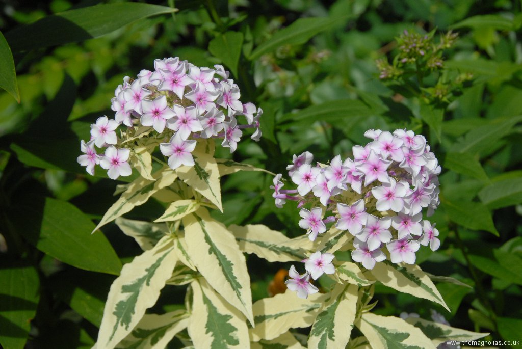 Perennials for Sunny Areas The Magnolias Garden site