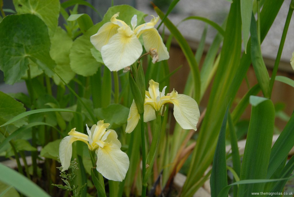 Iris pseudacorus cv