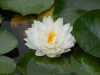 Nymphaea 'Gonnere'