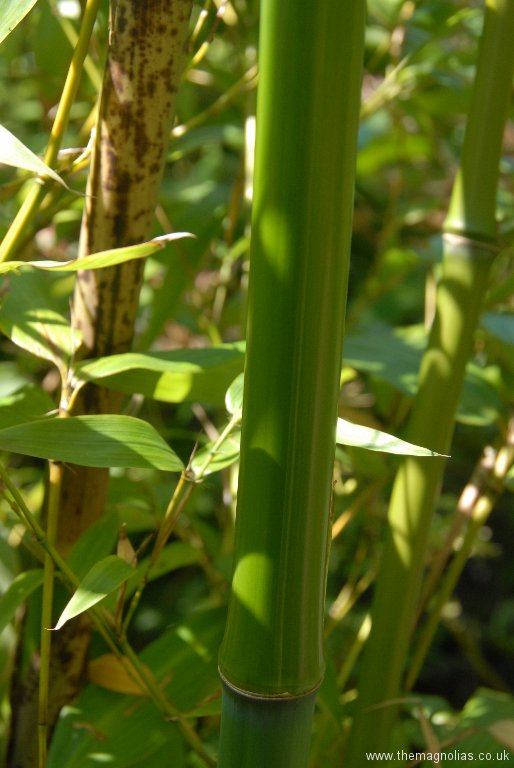 Phyllostachys bambusoides 'Kawadana'