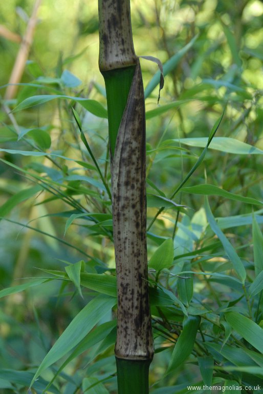 Phyllostachys bambusoides 'Marliacaea'