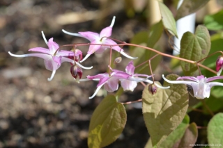 Epimedium grandiflorum 'Lilac Seedling'