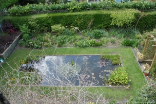 Aerial View of Water Lily Pond with Celastrus Shoots in foreground.