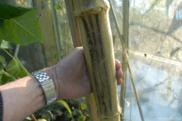 thick stem of tree dahlia