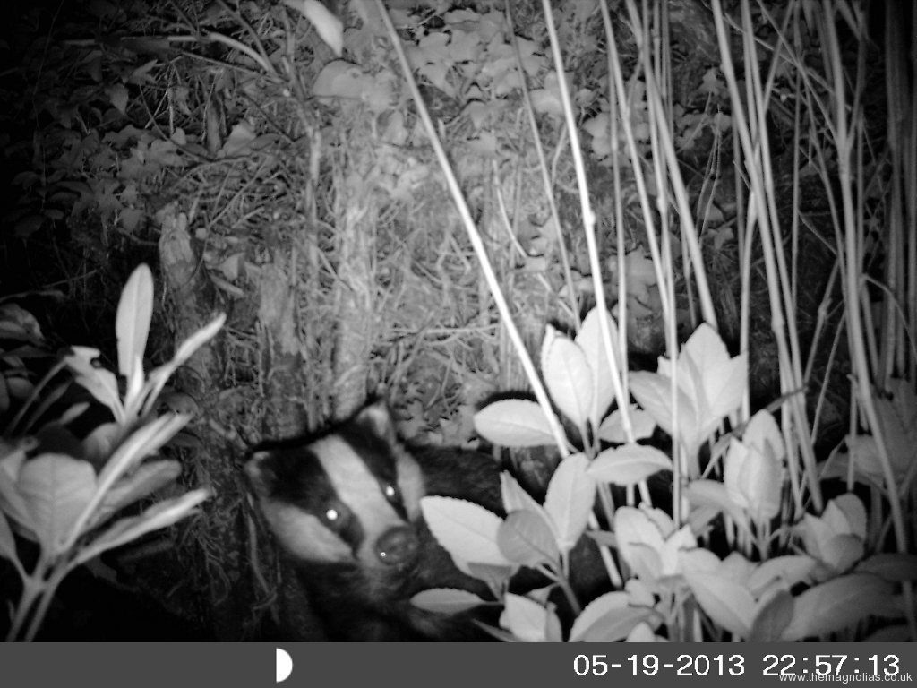 'Outback Cam' Picture of a Badger