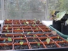 Epimedium Seedlings