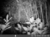 'Outback Cam' Picture of a Badger