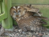Tawny Owl-under-arbor-seat