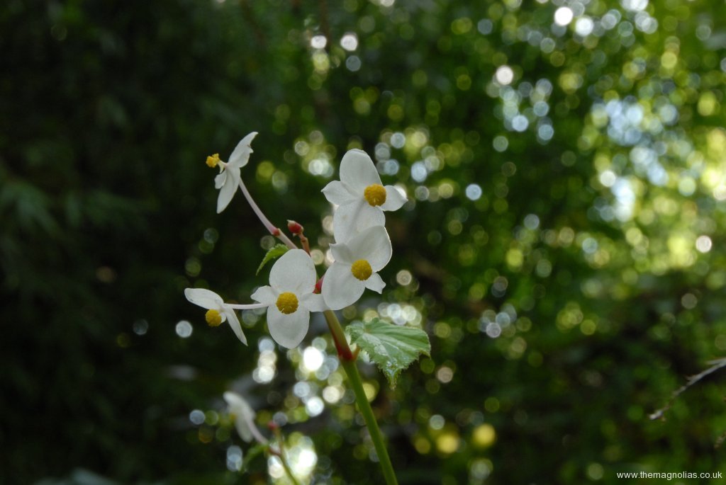 Begonia evansiana alba