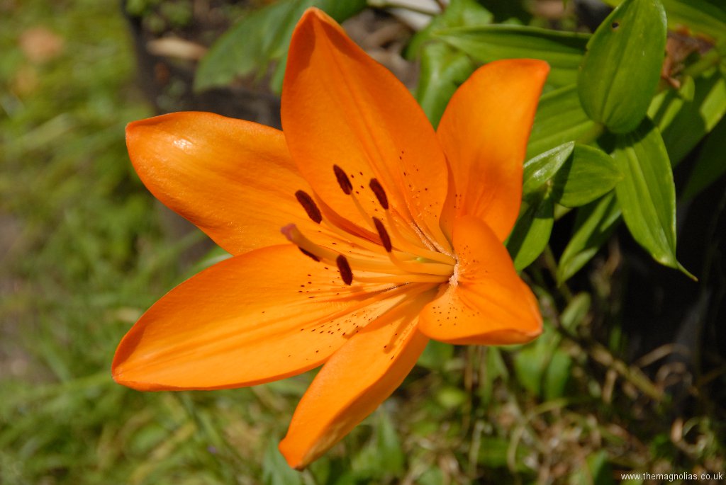 Lilium Asiatic Orange