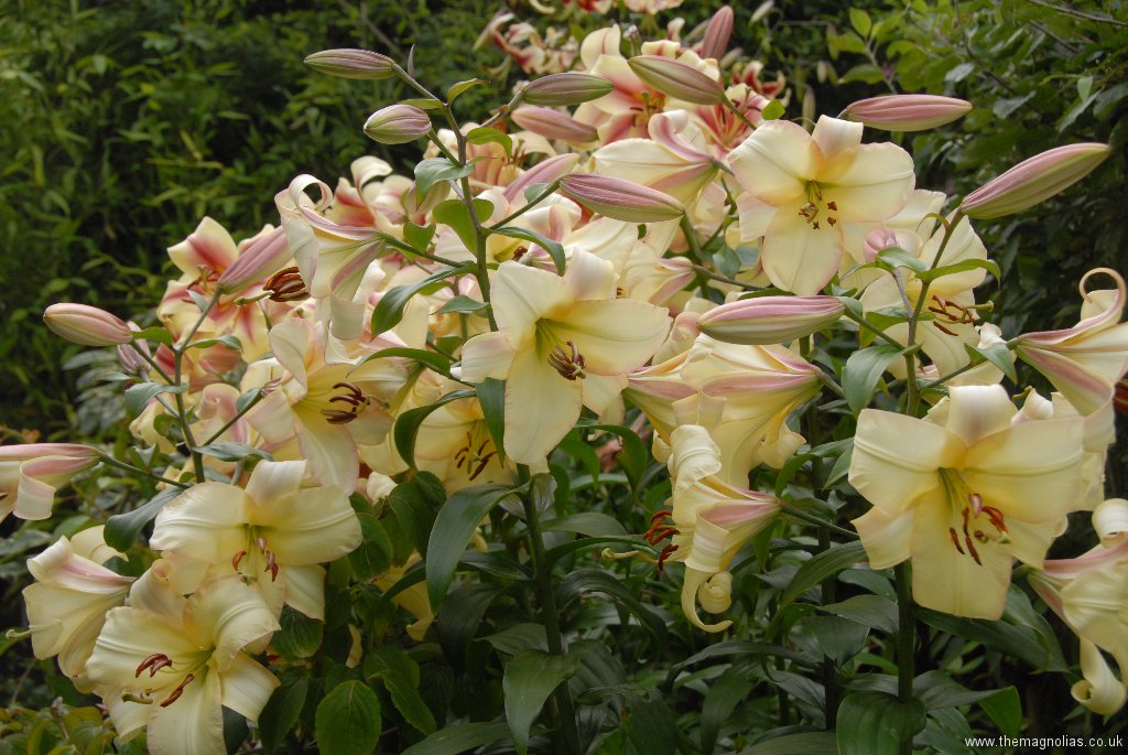 Lilium 'tree lily' , bought as 'Conca d' Or'