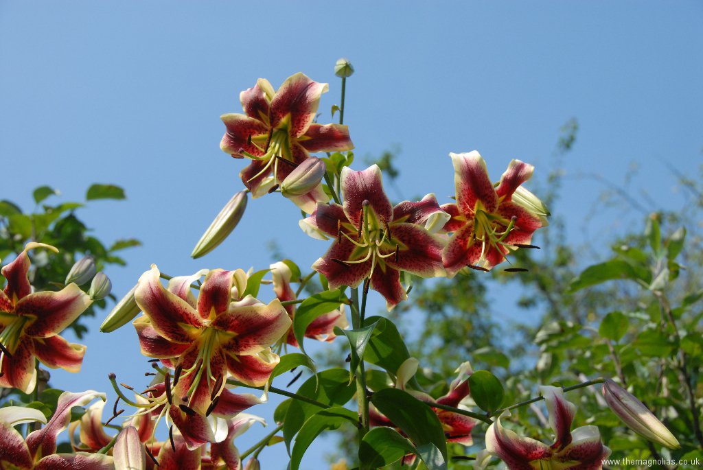 Lilium 'tree-lily'