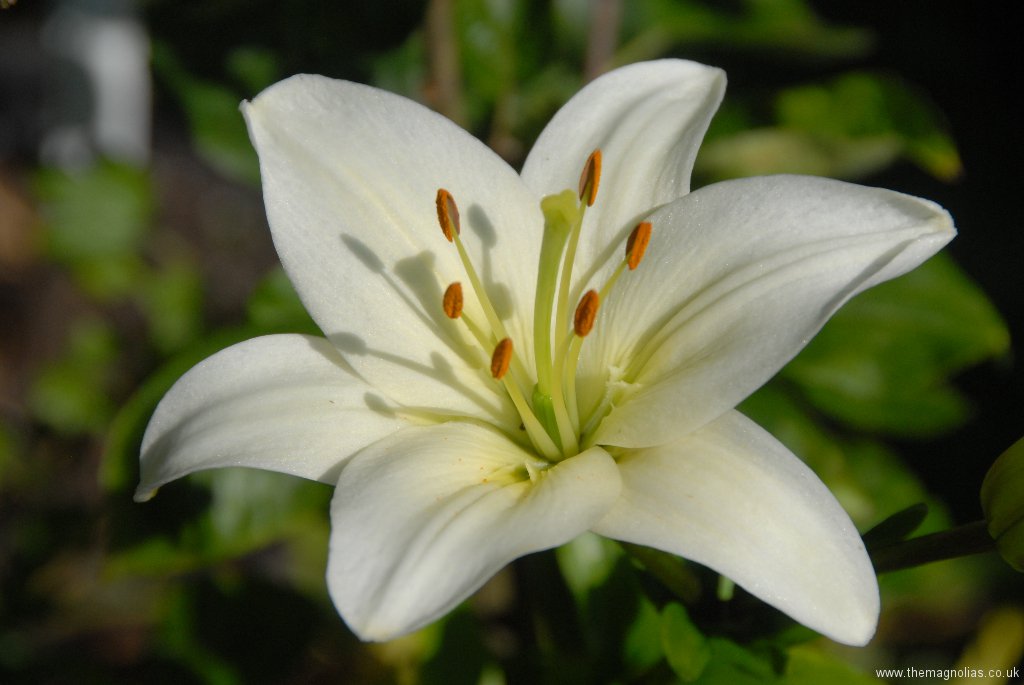 Lilium White Asiatic