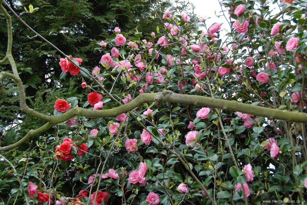 Camellia display