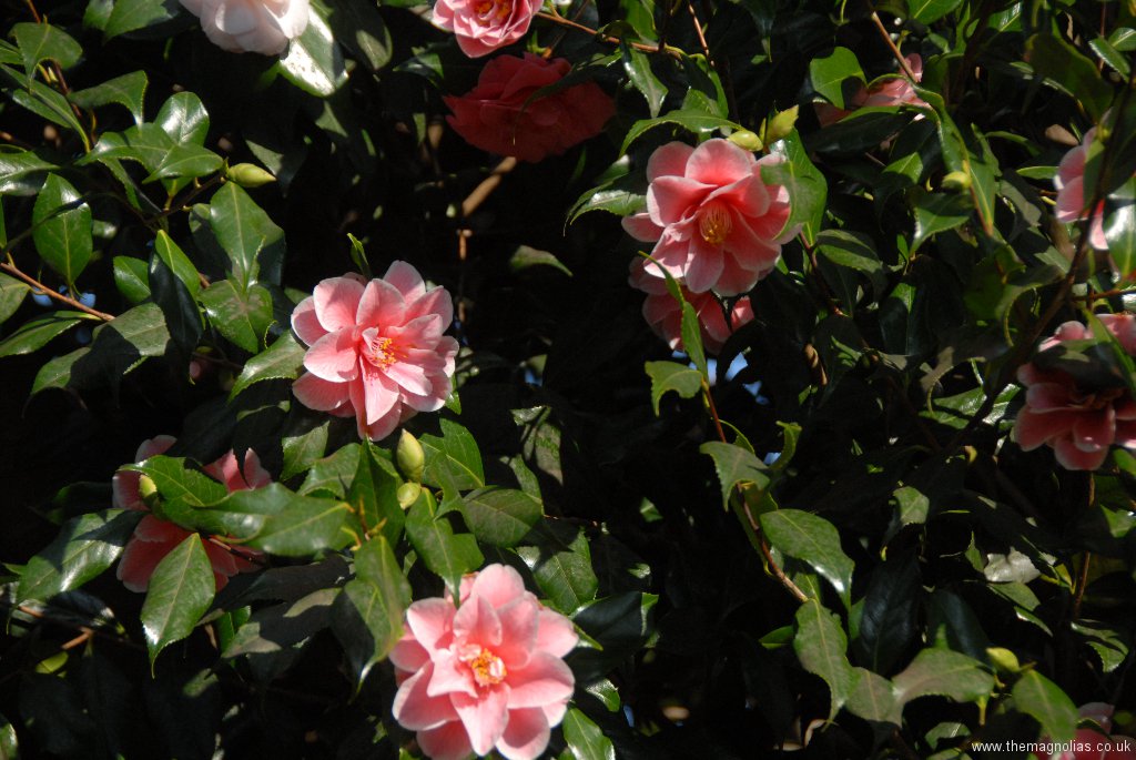 Camellia japonica \'Yours Truly\'?