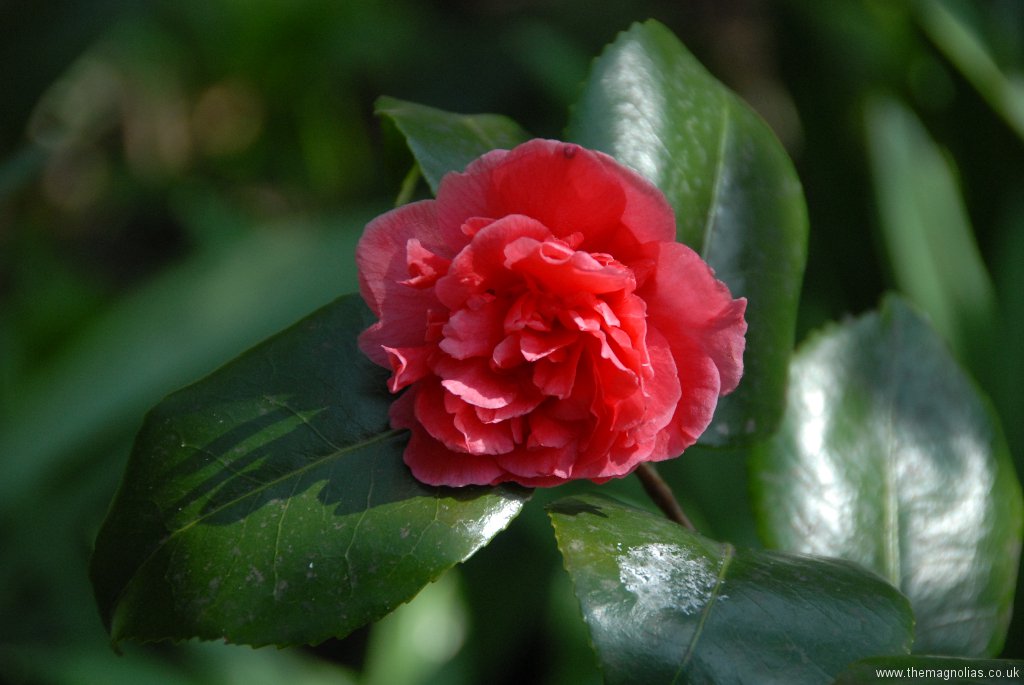 Camellia japonica 'Dona Herzilia de Freitas Magalhaes'