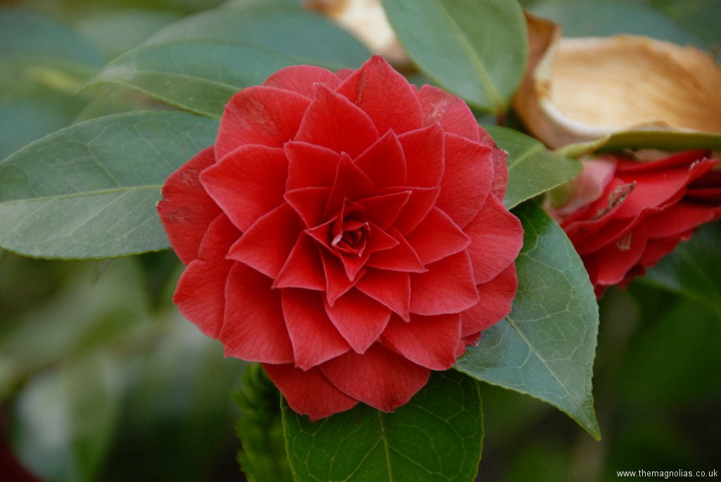 Camellia japonica double red cv.