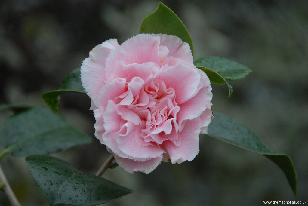 Camellia japonica 'Hawaii'