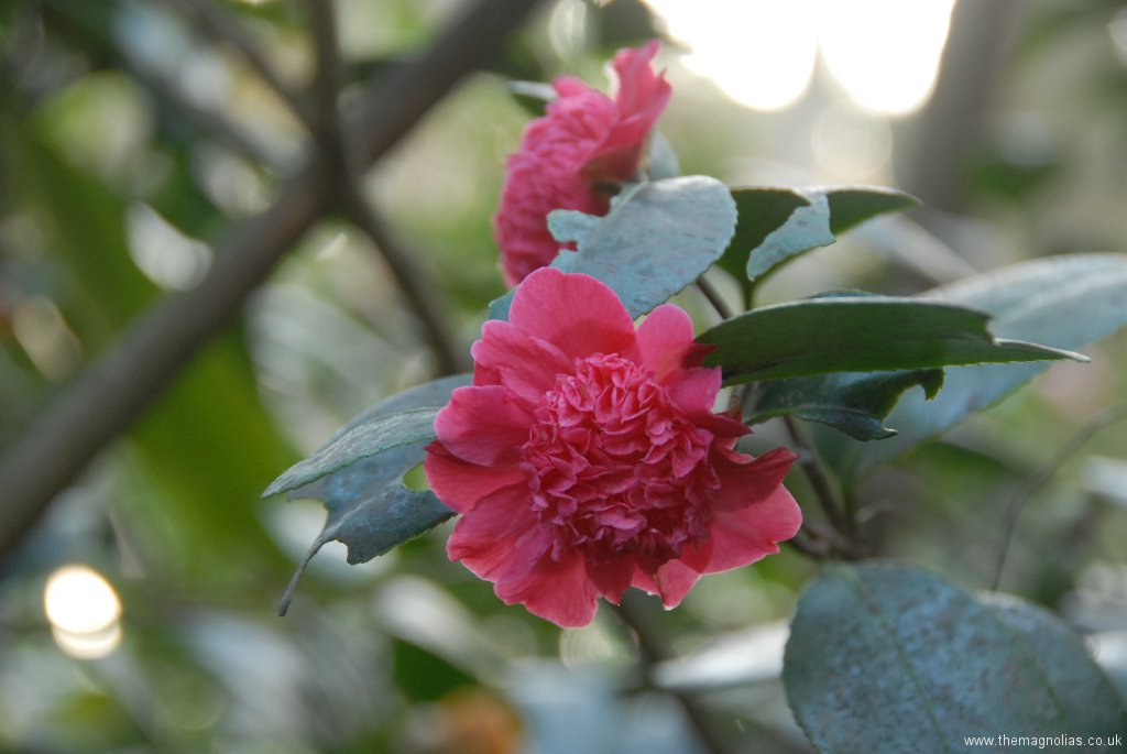 Camellia japonica 'Jingle Bells'