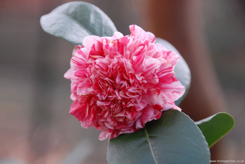 Camellia japonica 'Little Bit'