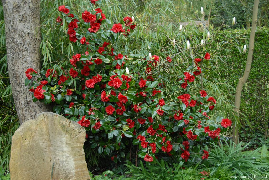 Camellia japonica 'Midnight'
