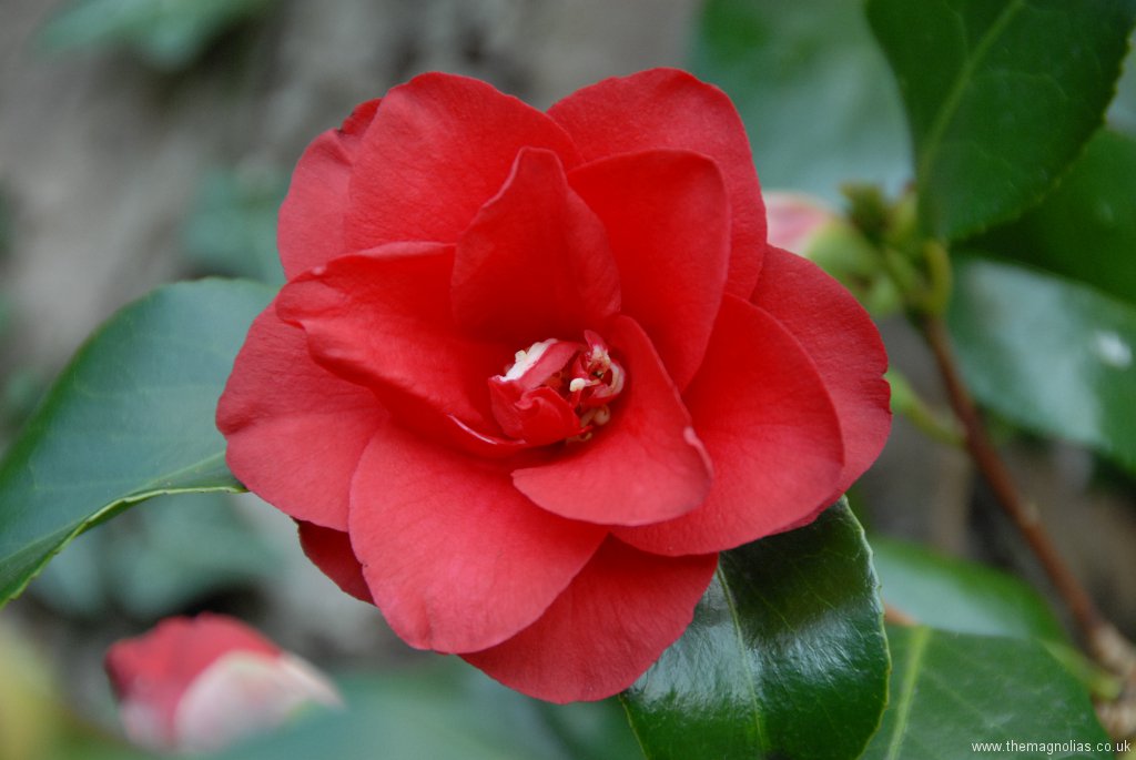 Camellia japonica 'Midnight'