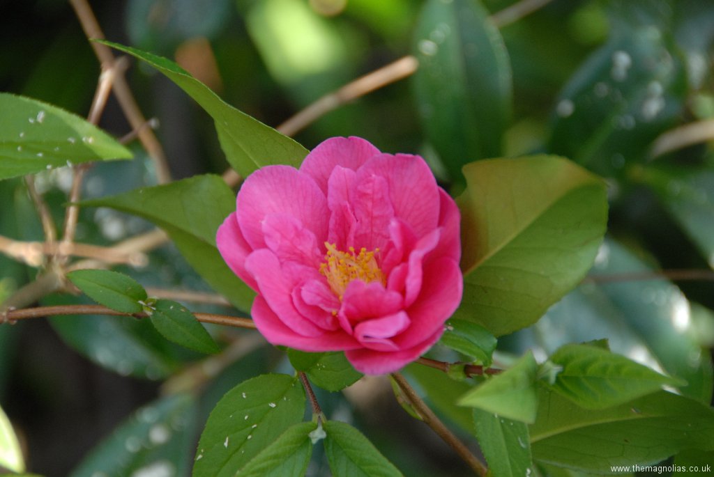 Camellia x williamsii semi-double cerise pink