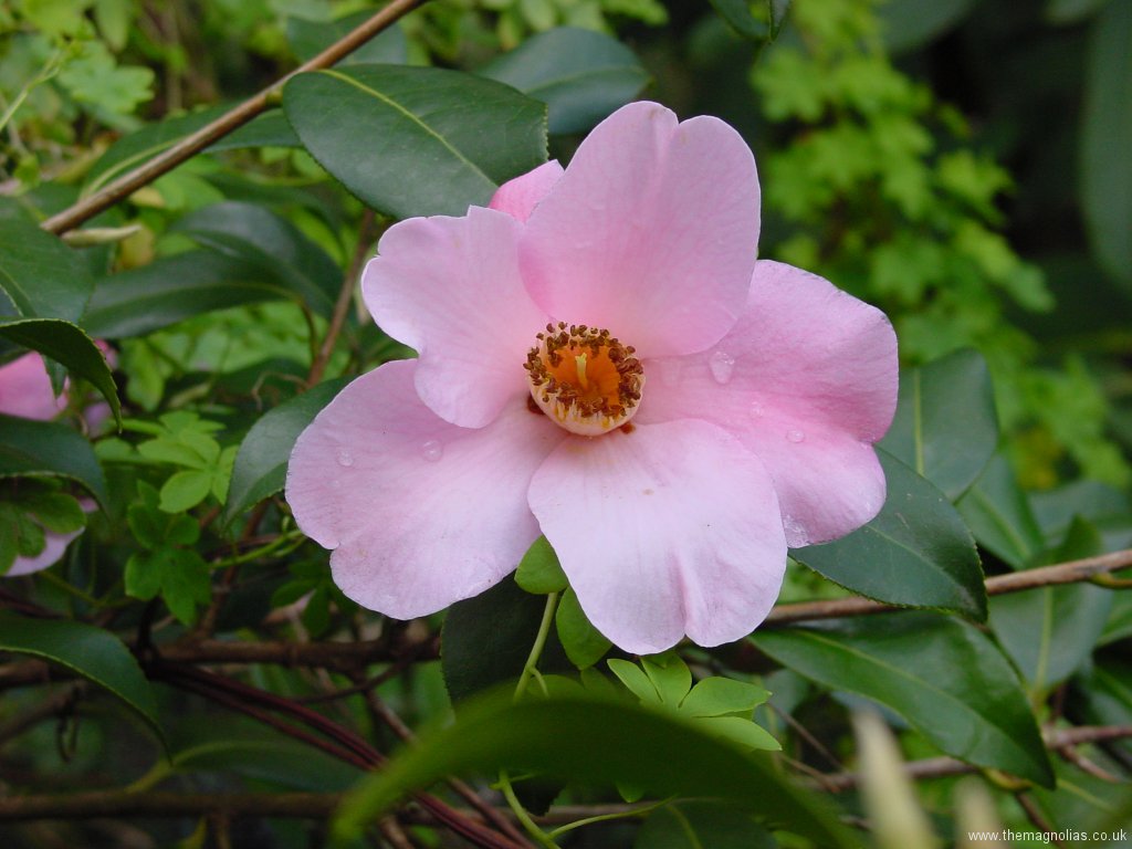 Camellia x williamsii single pale pink