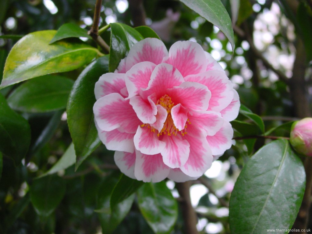 Camellia japonica var.