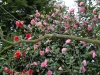 Camellia display