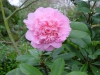 Camellia japonica var.