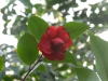 Camellia japonica dark red cv.