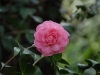Camellia japonica formal double pink