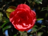 Camellia reticulata cv.