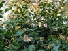 Camellia japonica \'Shin Ake Bono\'