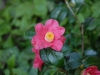 Camellia x williamsii \'Carolyn Williams\'
