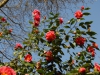 Camellia x williamsii \'George Blandford\'
