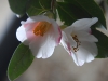 Camellia x williamsii \'Hiraethlyn\'