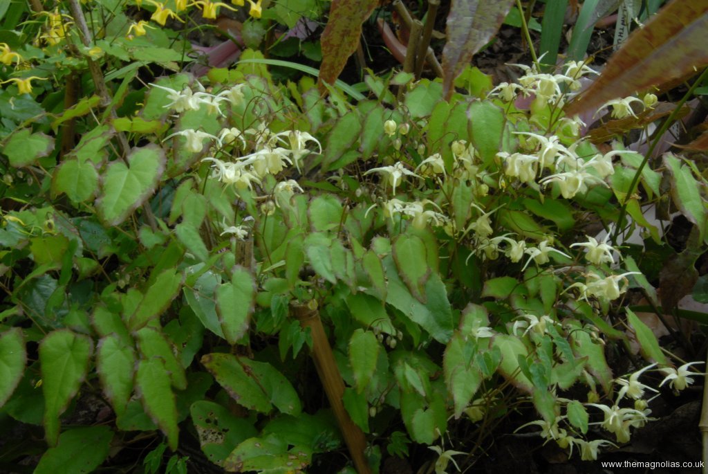 Epimedium Marchant hybrid from E. g. 'Nanu'