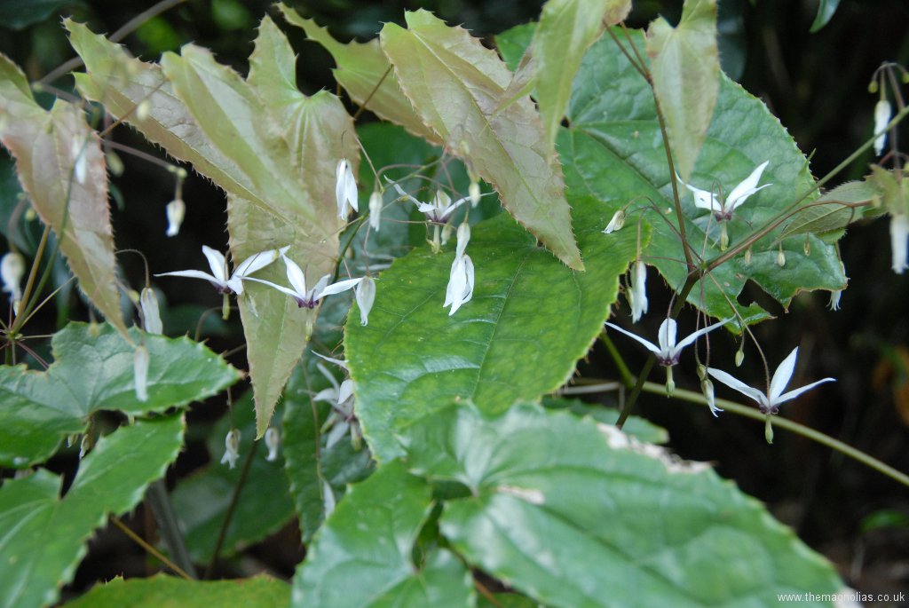 Epimedium 'Asiatic Hhybrid' from Europa Nursery (E. fargesii hybrid?)