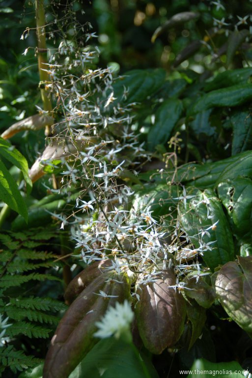 Epimedium pubescens flrs.