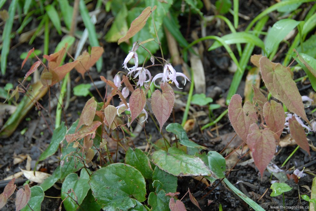 Epimedium sp.No.8 from Jianxi from Cotswold Garden Flowers, probably E. leptorrhizum