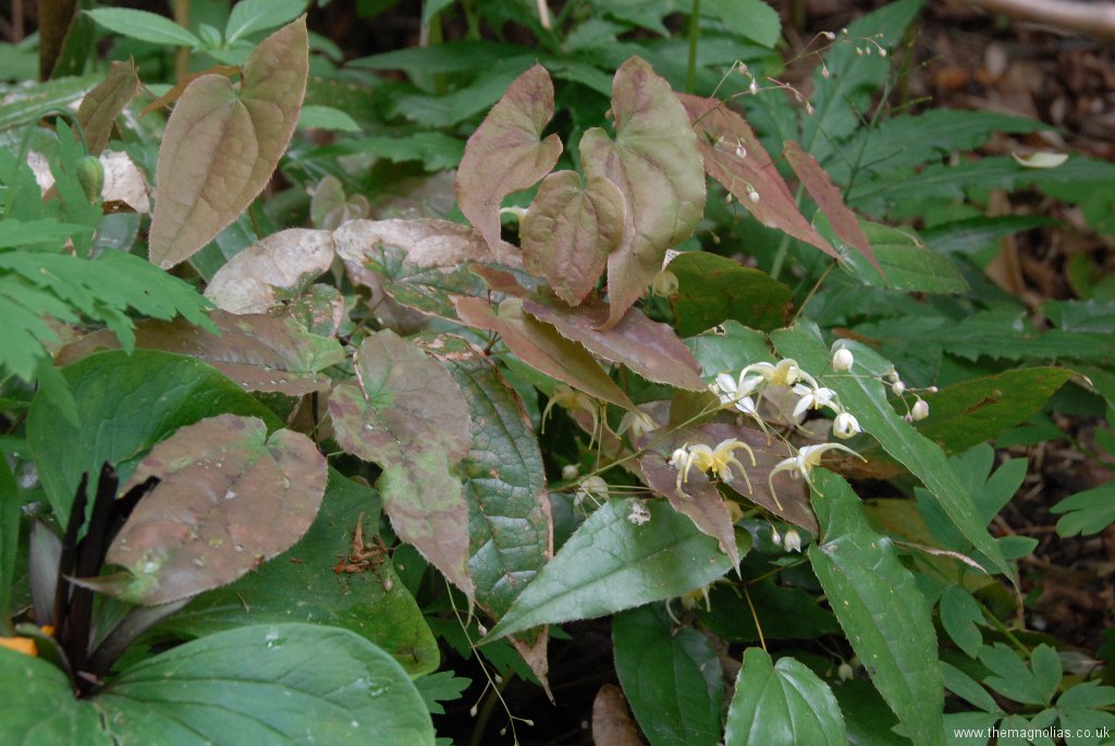 Epimedium Species From Chen Yi E. acuminatum?