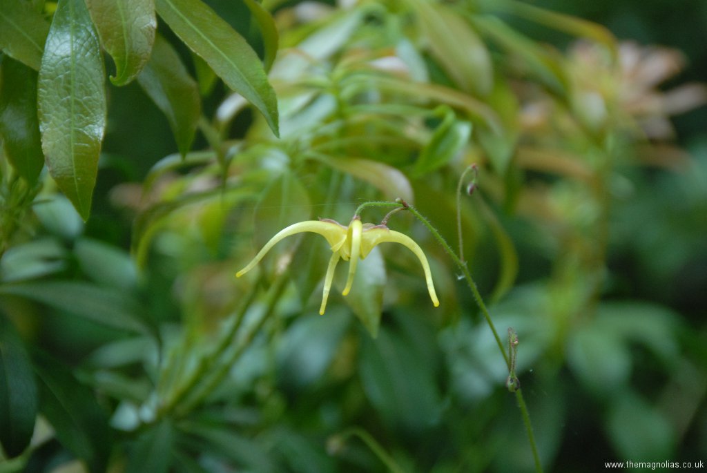 Epimedium Species From Chen Yi Possibly E. elongatum