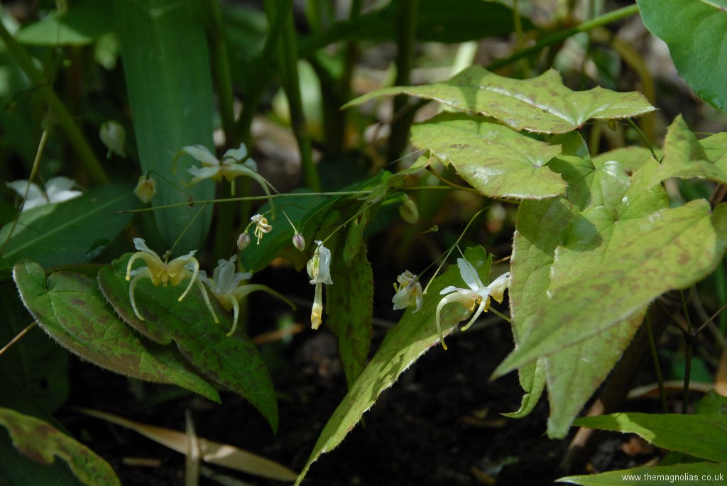 Epimedium Species Nova from Yunnan from Desirable Plants