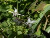 Epimedium 'Lilac Seedling from Washfields'