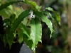 Epimedium baieali-guizhouense foliage