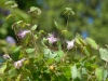 Epimedium grandiflorum lilac pink form